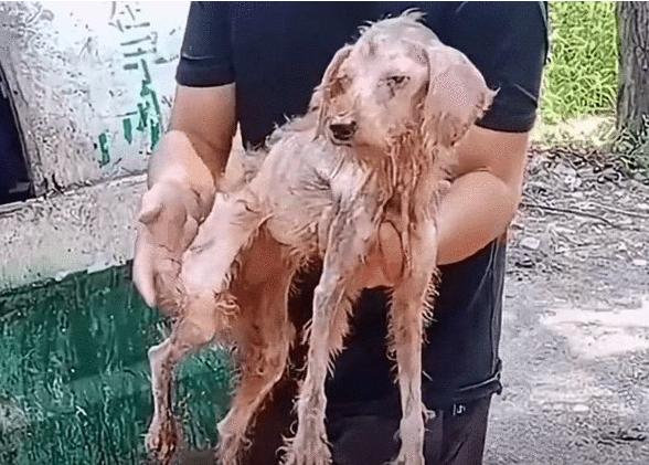 为什么说宠物狗流浪，等于慢性自杀？看看这只泰迪犬你就知道了