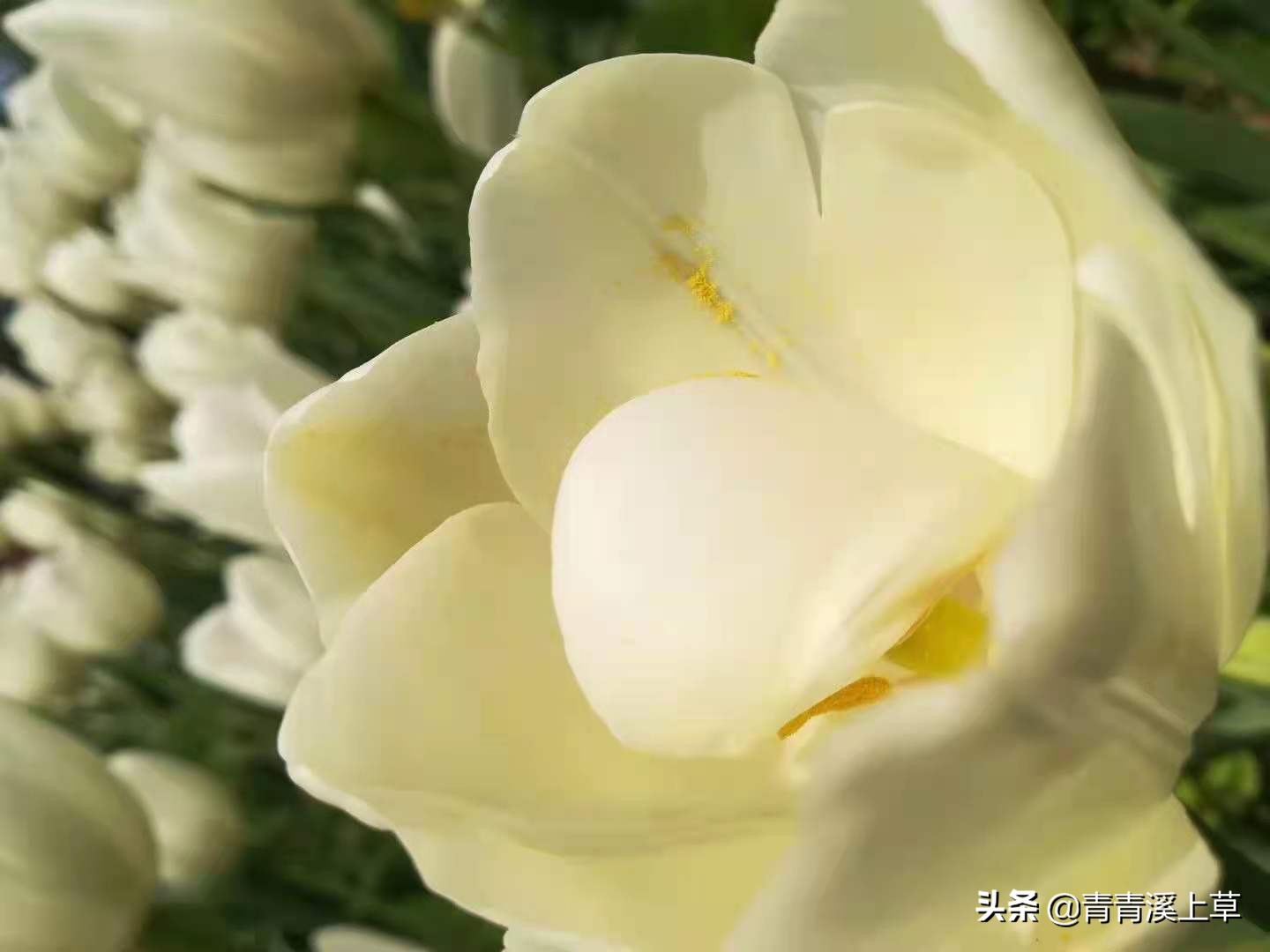 开封天波杨府最新视频,开封天波杨府表演时间