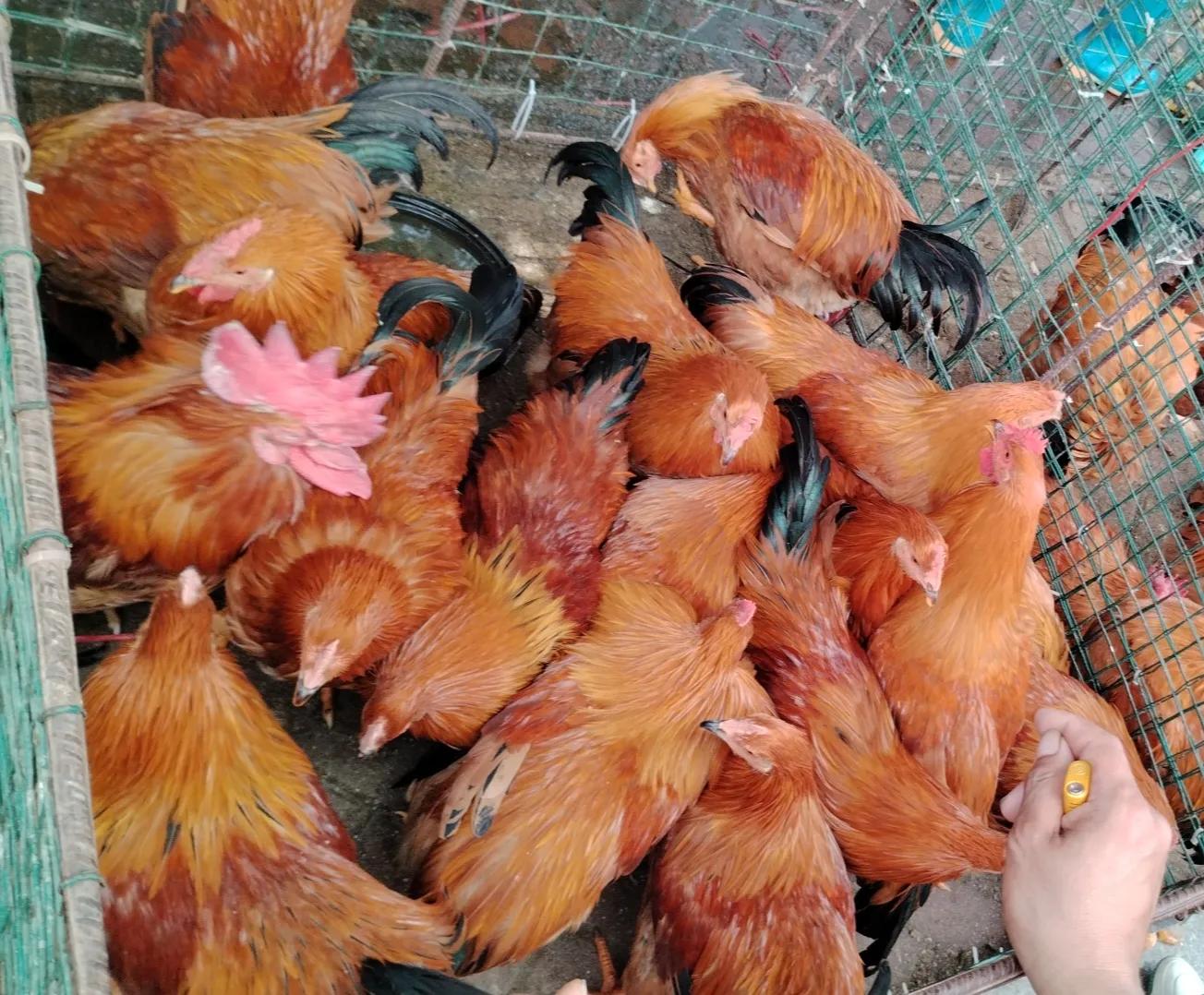 海南陵水县英州镇的赶大集一条街好热闹