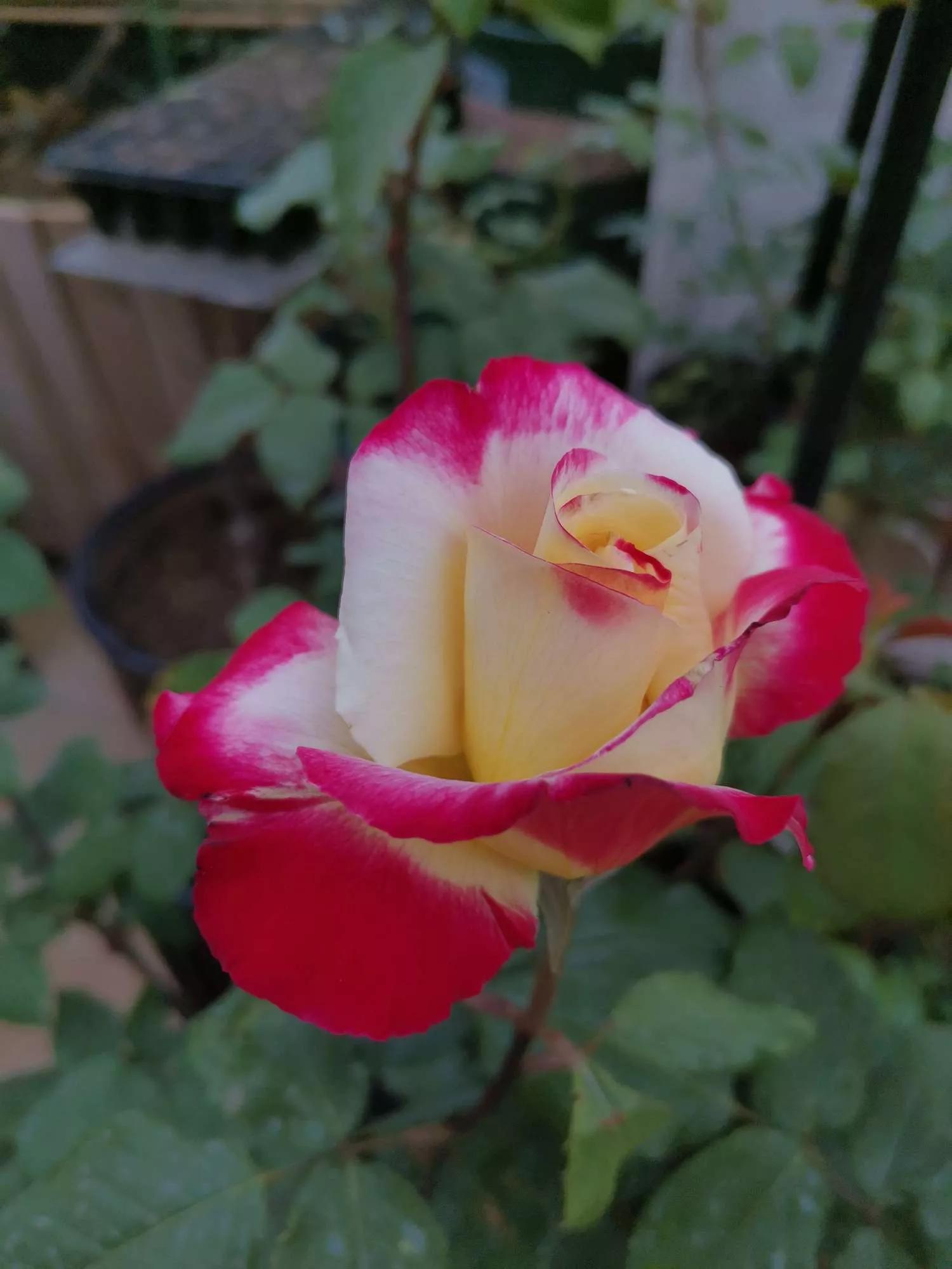 月季品种醉花,月季品种大全及图片欣赏