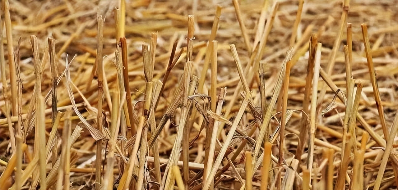 关于农作物秸秆禁烧的政策,你怎么看秸秆禁烧令