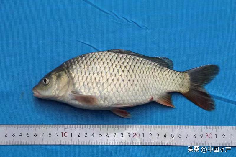 水生外来物种入侵防控工作方案,水生动物防疫