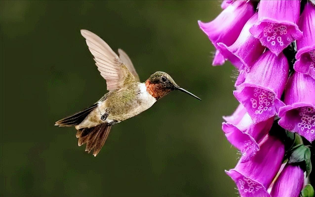 世界上最凶残的几种昆虫视频,最强大最残暴的昆虫