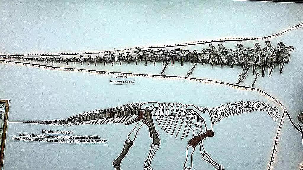 恐龙时代泰坦巨龙与雷龙,泰坦巨龙恐龙化石