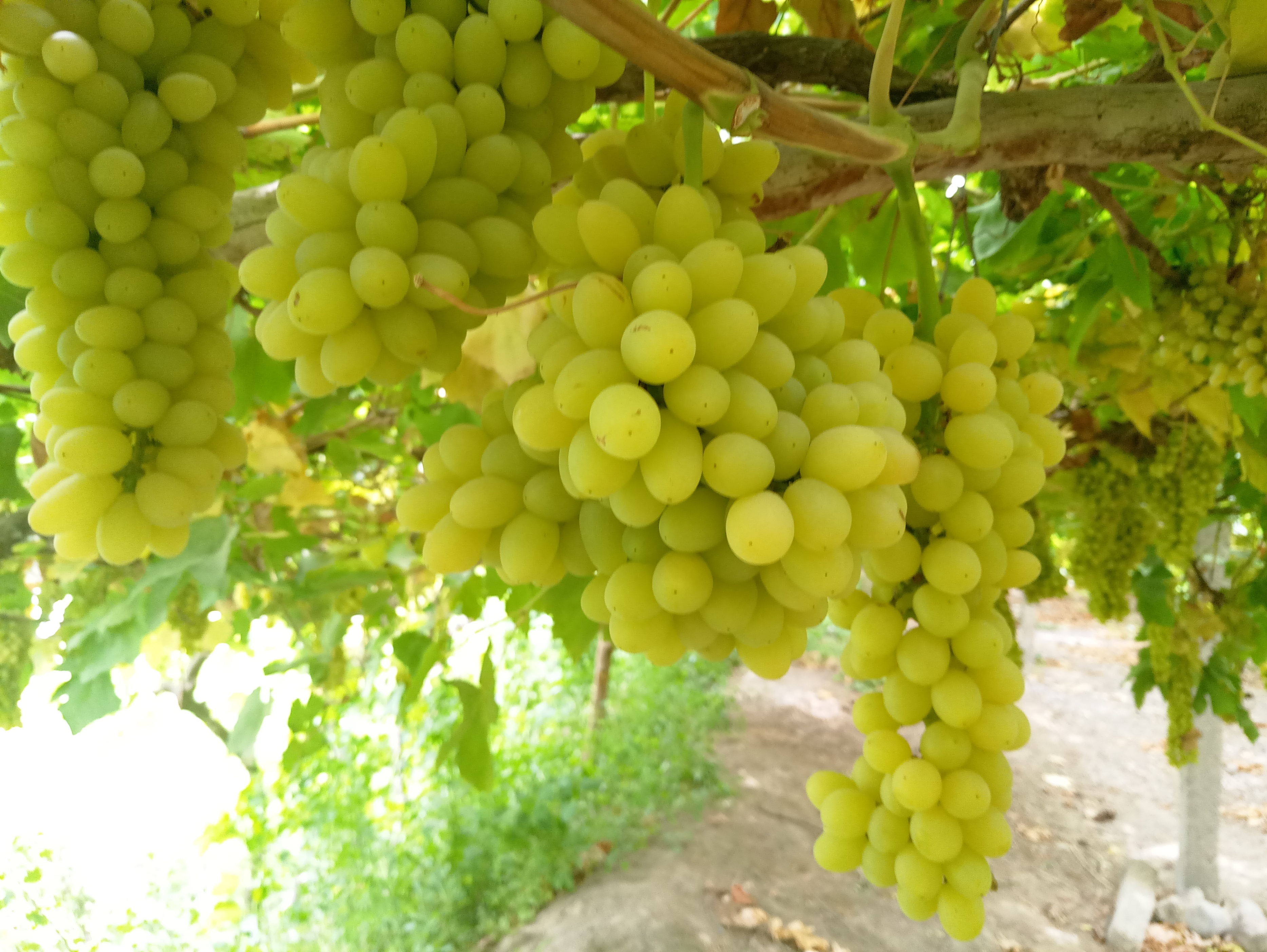 *疆新**干果里的王者，忍着牙疼也要炫半斤