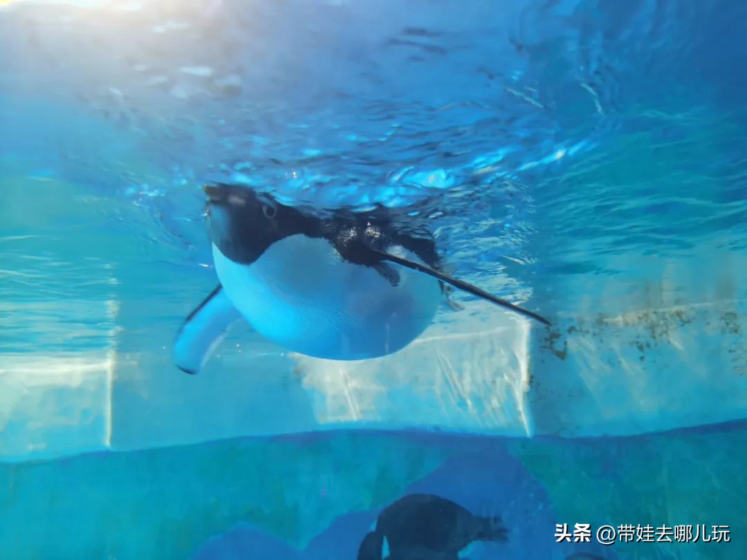 天津海昌极地海洋馆哪里购票便宜,天津海昌极地海洋公园隐藏玩法