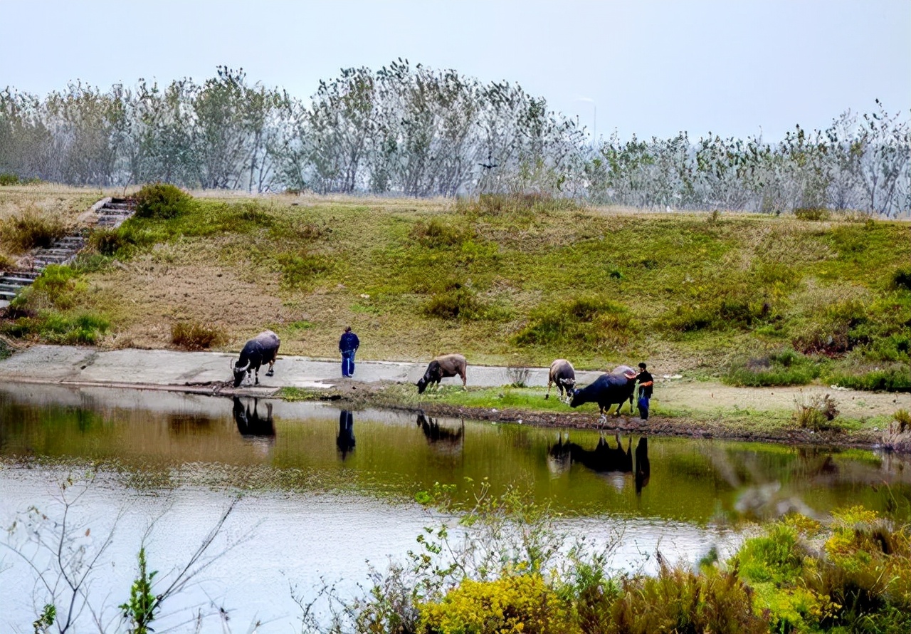 家乡的井水甜,故乡的水塘