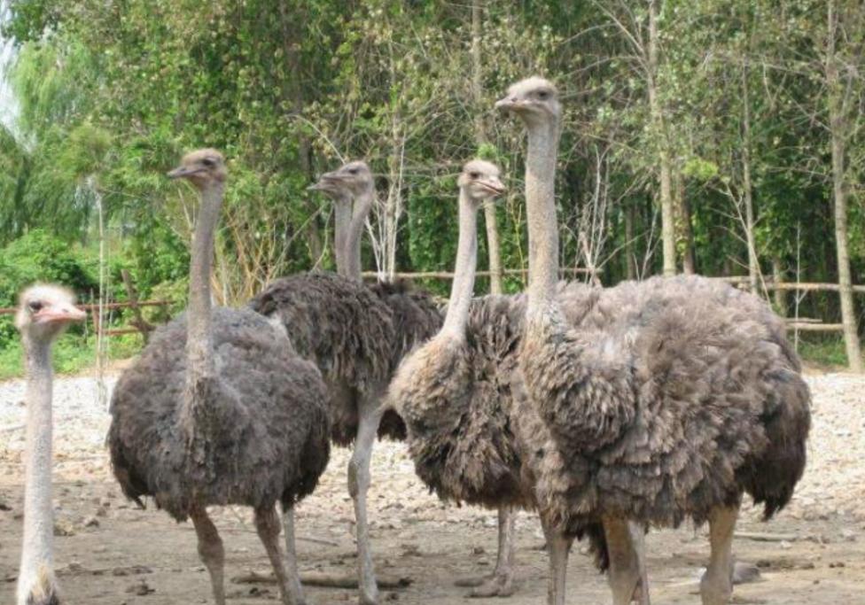 国外鸵鸟养殖前景如何,鸵鸟怎么养才能更好更赚钱