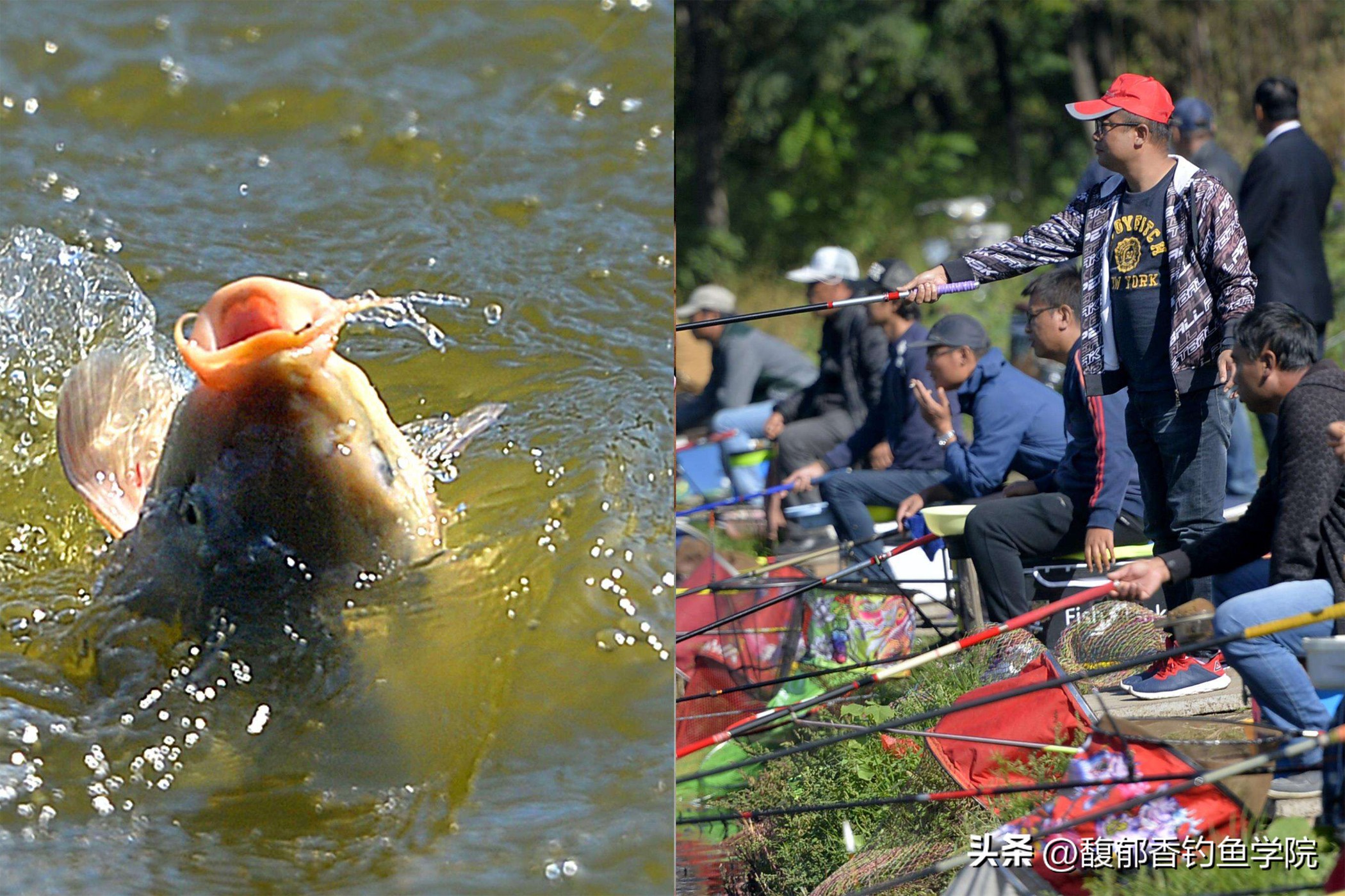 秋季黑坑钓鱼不开口怎么办,黑坑钓鱼不咬钩怎么回事