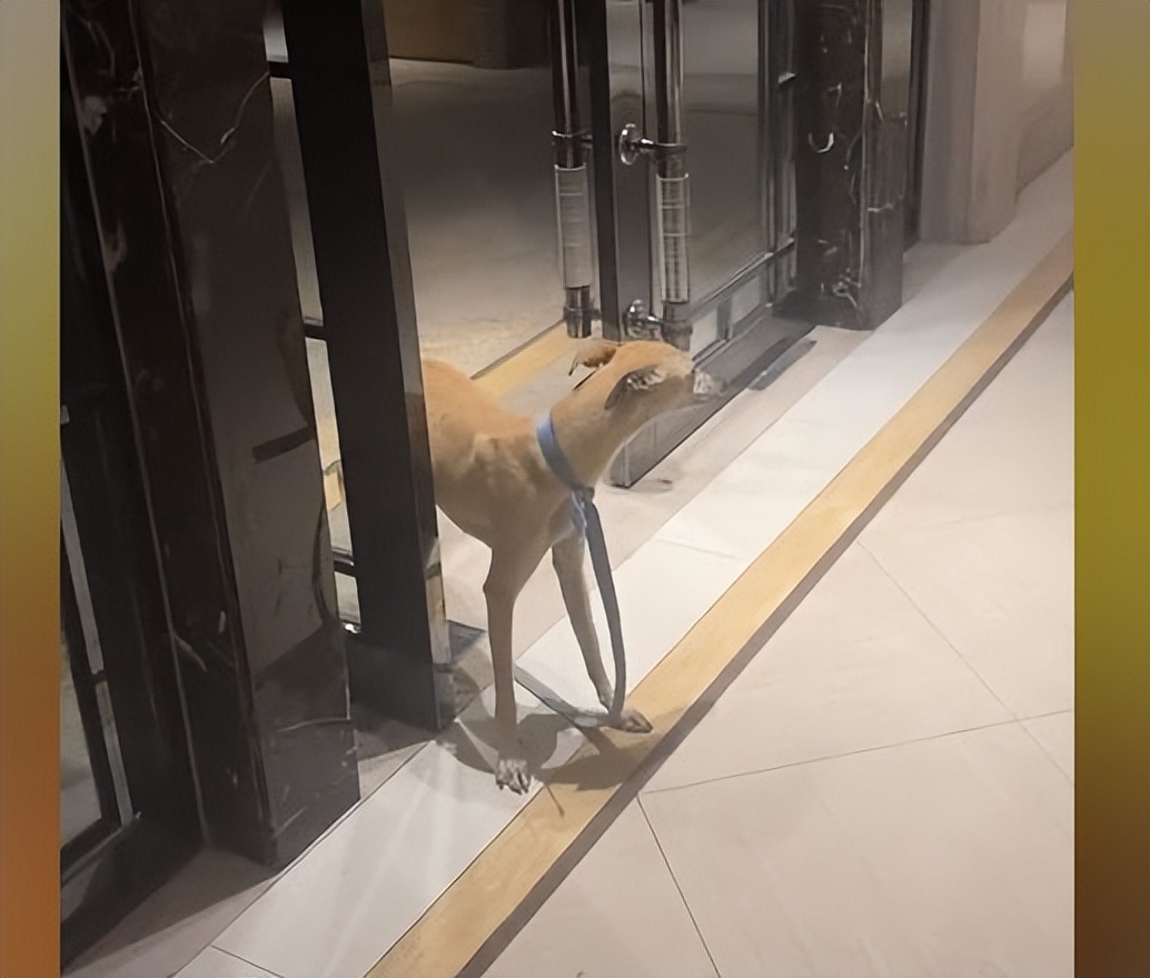 小狗跑到家里咬大狗主人放绳子,流浪狗带回来咬家里宠物狗怎么办