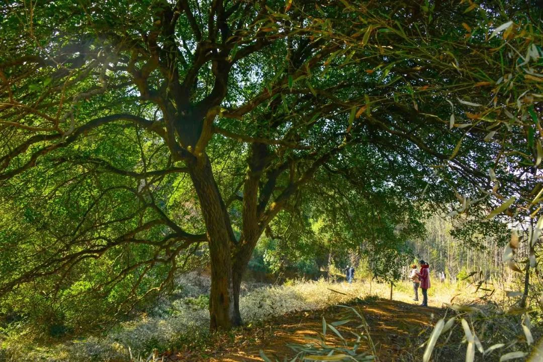 值得来看看古村落,崇阳野生古桂群迎保护性修复