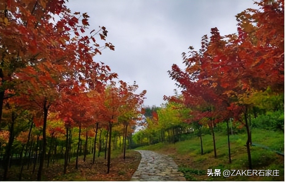 石家庄早新闻,早新闻完整内容