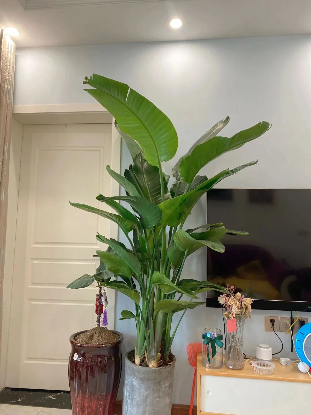 客厅大叶招财绿植,客厅镇宅招财的大绿植