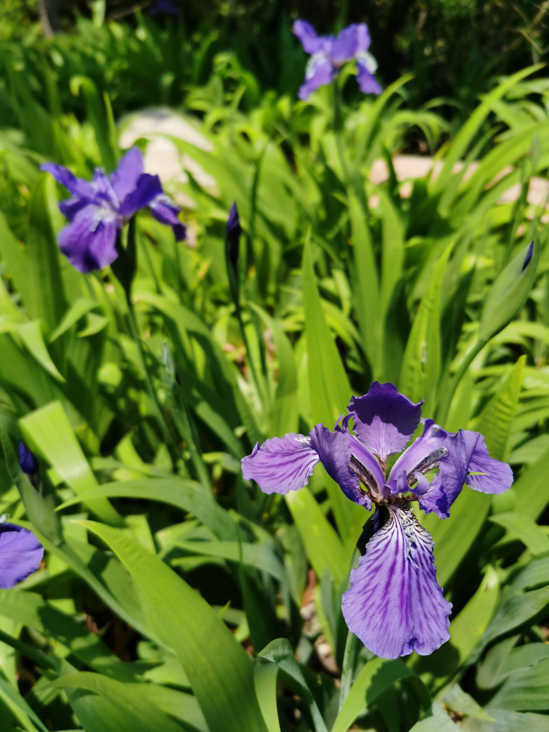 家里养的鸢尾花老是掉叶子怎么处理？做好这4点，叶子又大又绿