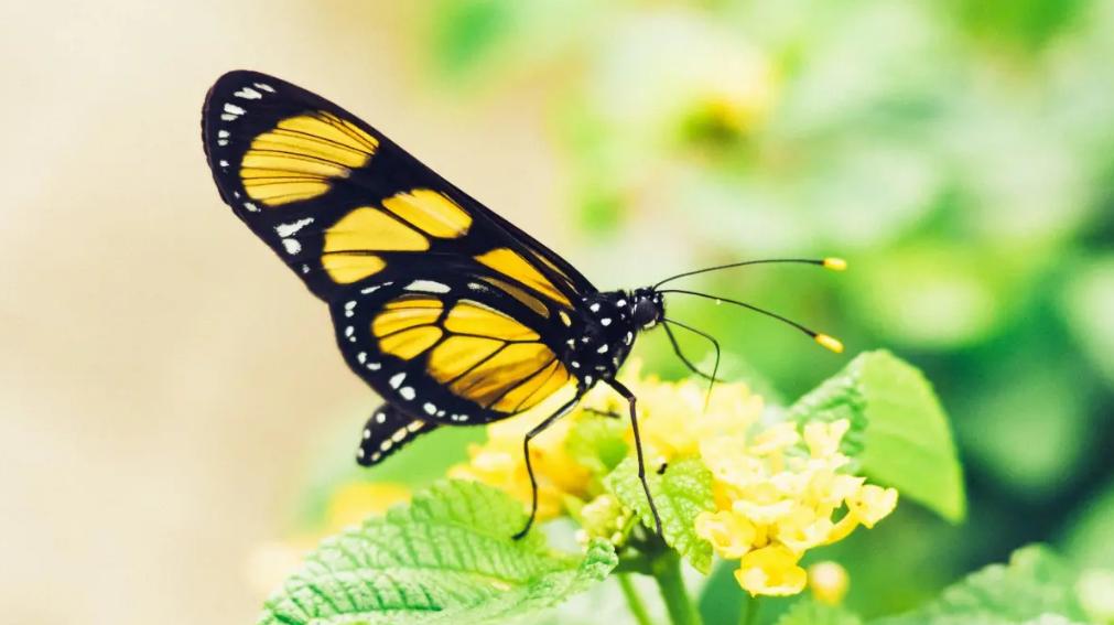 带有蝴蝶的诗句有哪些,关于蝴蝶的诗词大全