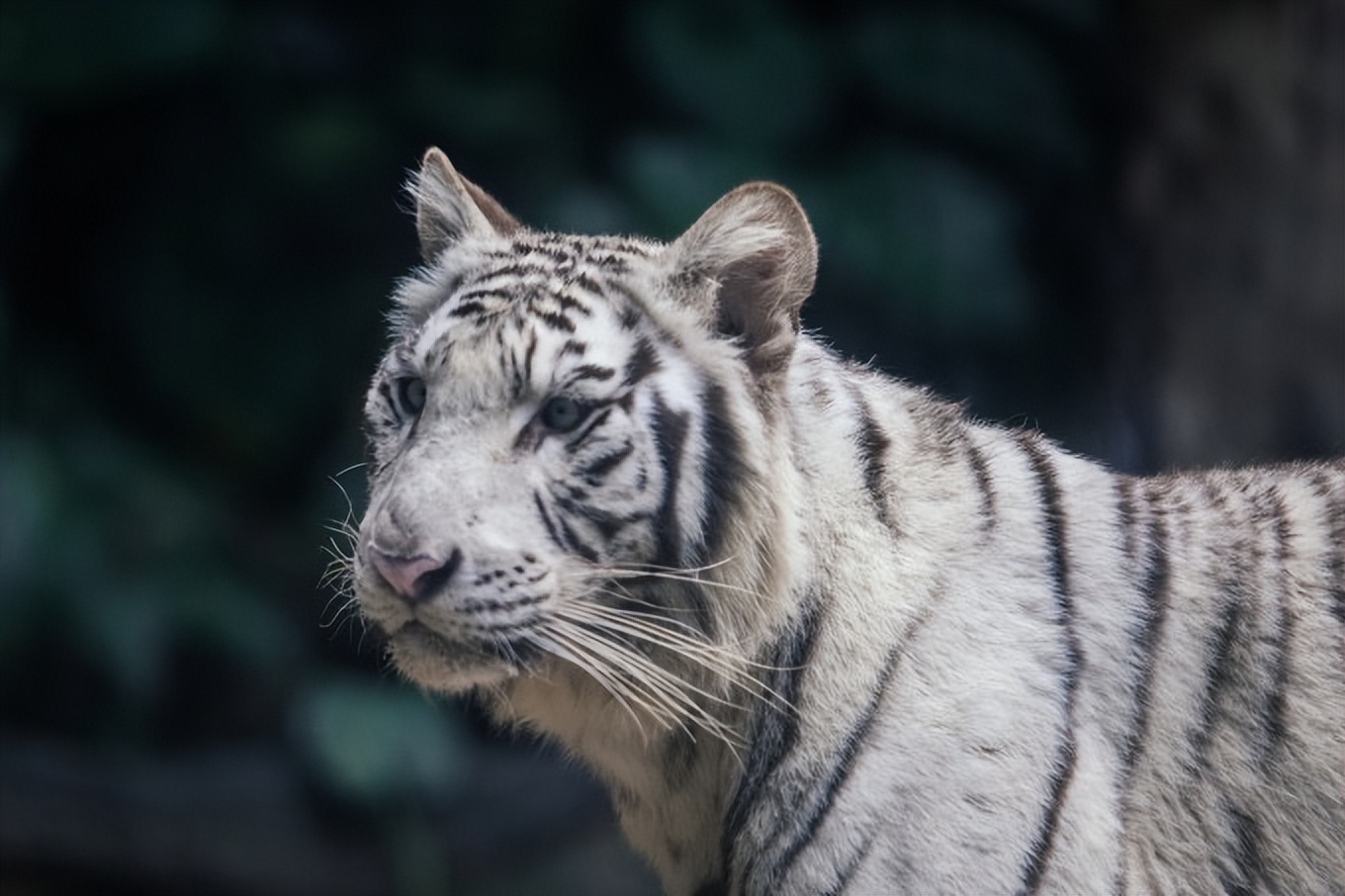 说走就走的旅行广州长隆欢乐世界,广州长隆适合8-10岁的主题乐园