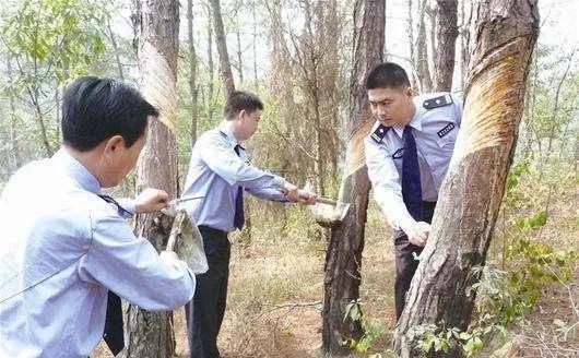 摇钱树两次特殊事件,摇钱树诈骗案例