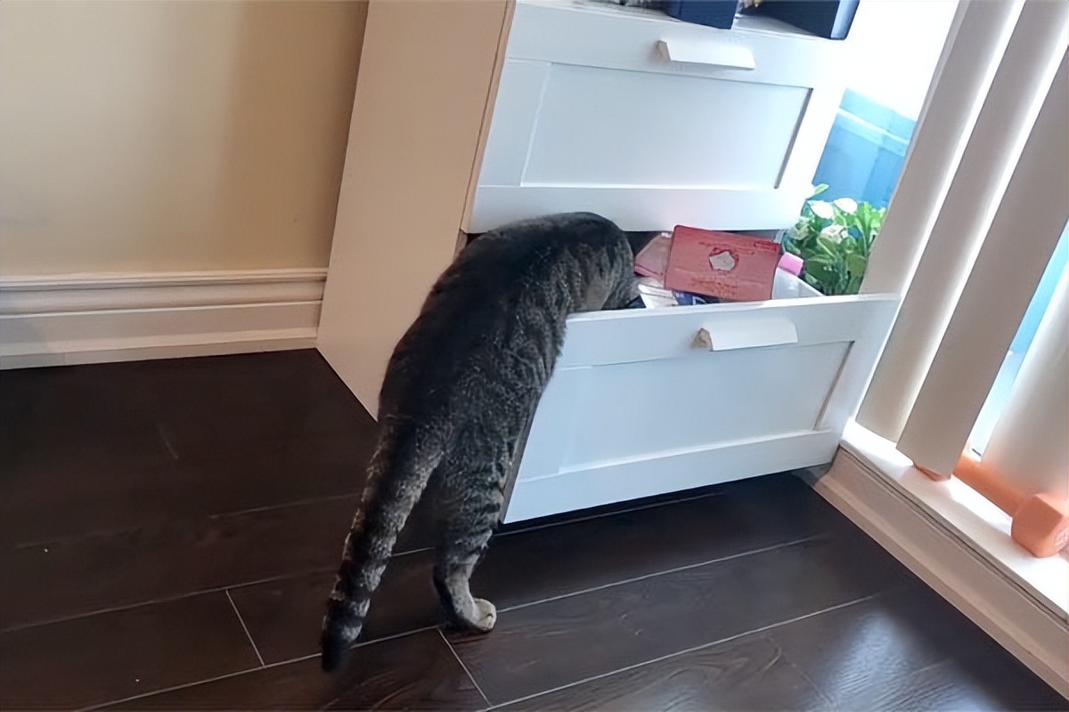 当猫咪过上人一样的生活,当猫和人一样生活