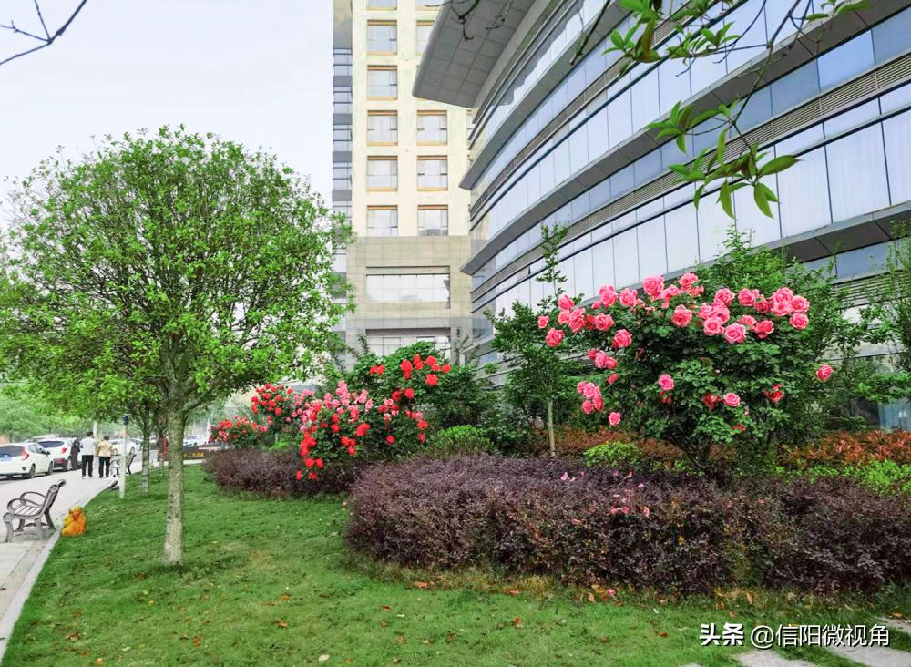 夏日限定!带您沉浸式体验信阳市人民医院的绿意芳香