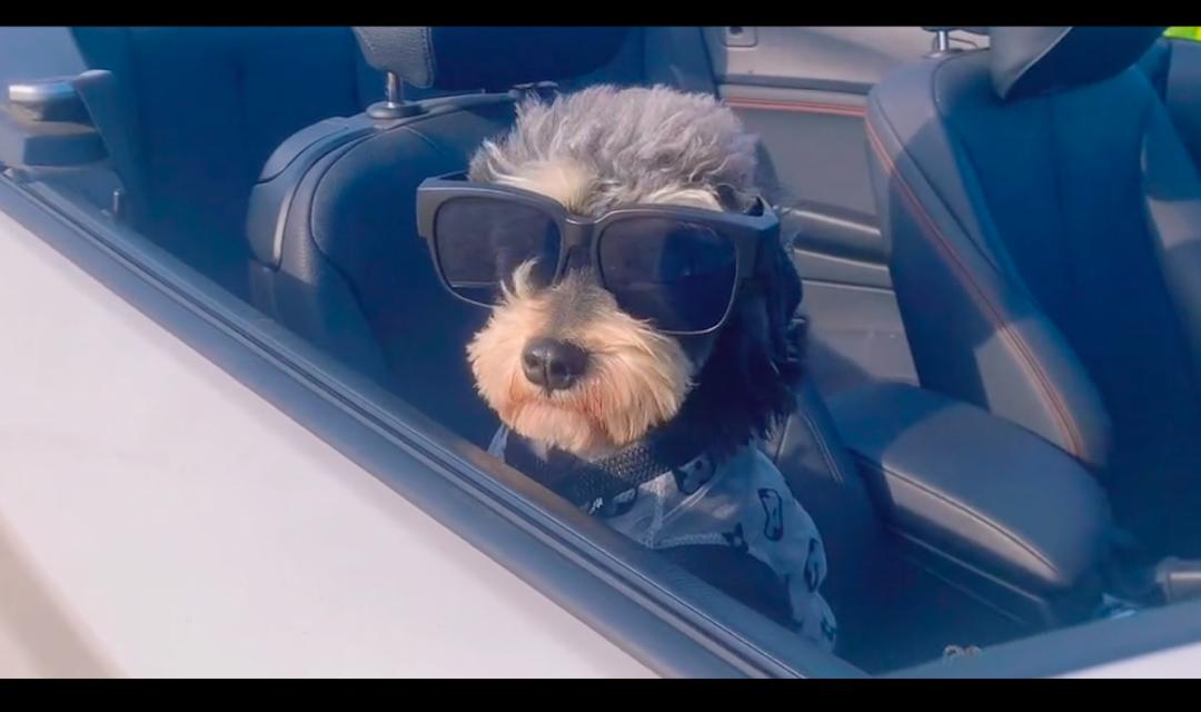 喂了几天的流浪狗找到了我家,喂了一星期的流浪狗发现它有家