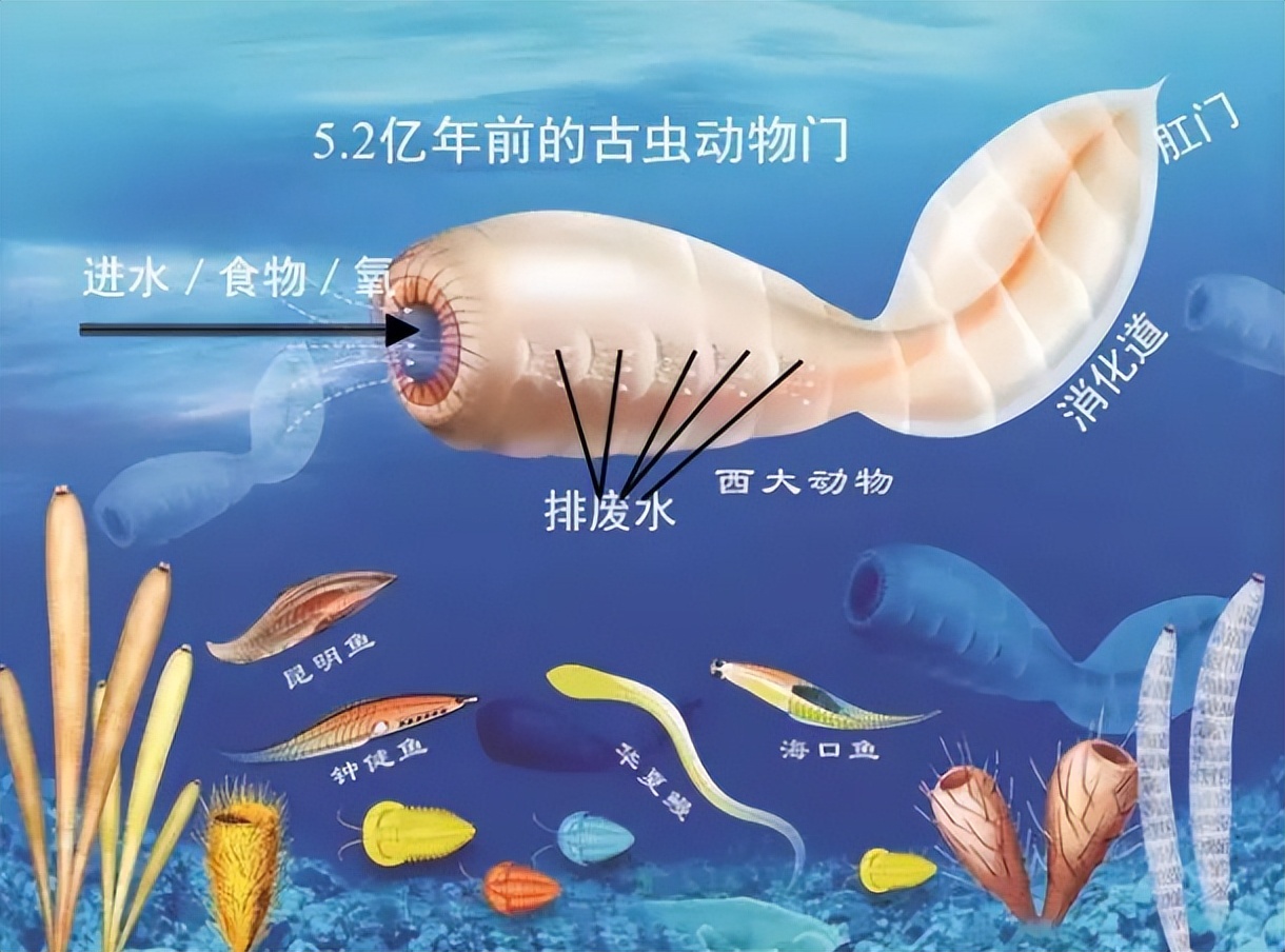 人类的祖先被昆虫吃了几亿年,人类的祖先遇到过巨型昆虫吗