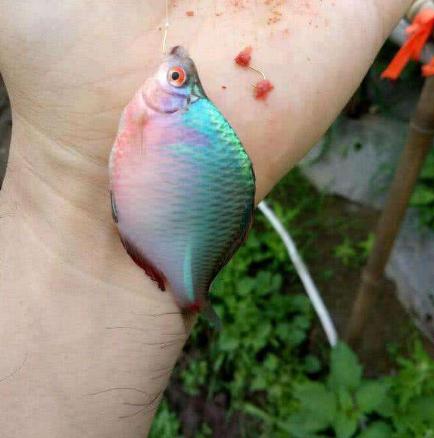 几种最常见的小杂鱼简介,常见的20种小杂鱼