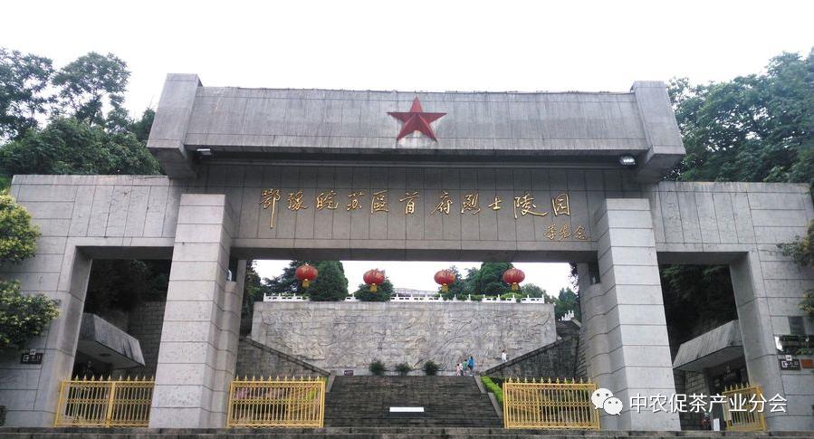 娌冲崡淇￠槼绾㈠煄鑼朵埂,鏂板幙绾㈠煄鑼朵埂