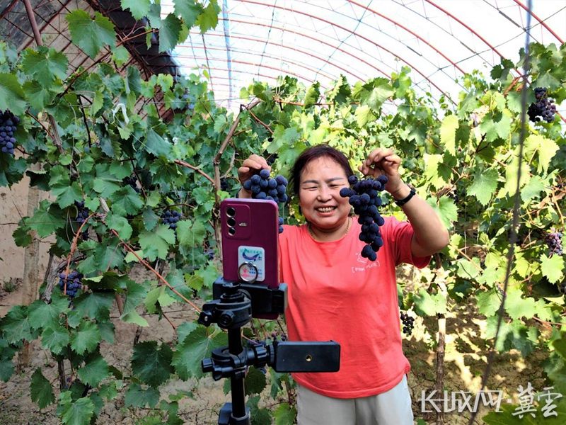 涿鹿葡萄基地,涿鹿特产红提葡萄