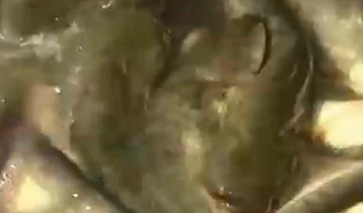 男子花20万买受伤鲶鱼,男子花20万买了一条受伤的鱼