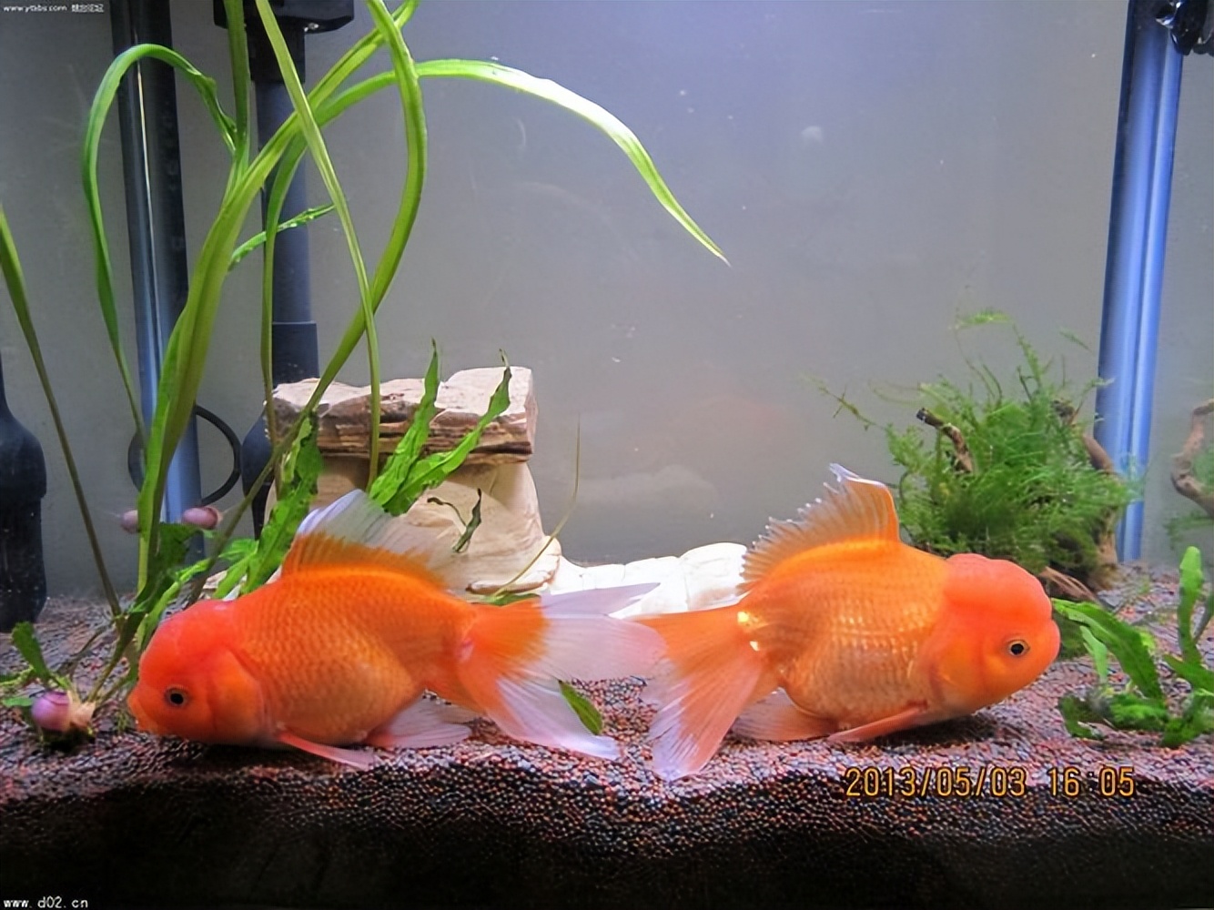 金鱼躺在水底不动但还呼吸,金鱼一直浮在水面不动是怎么回事
