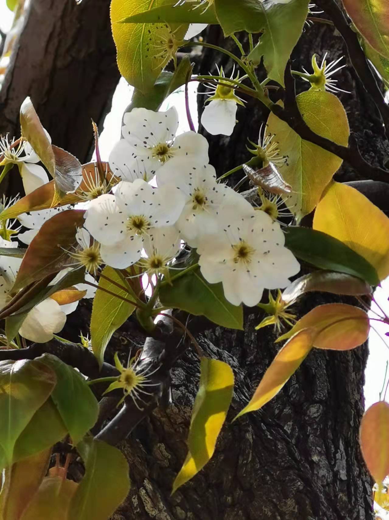 论语中关于责任与担当的句子,论语教育智慧