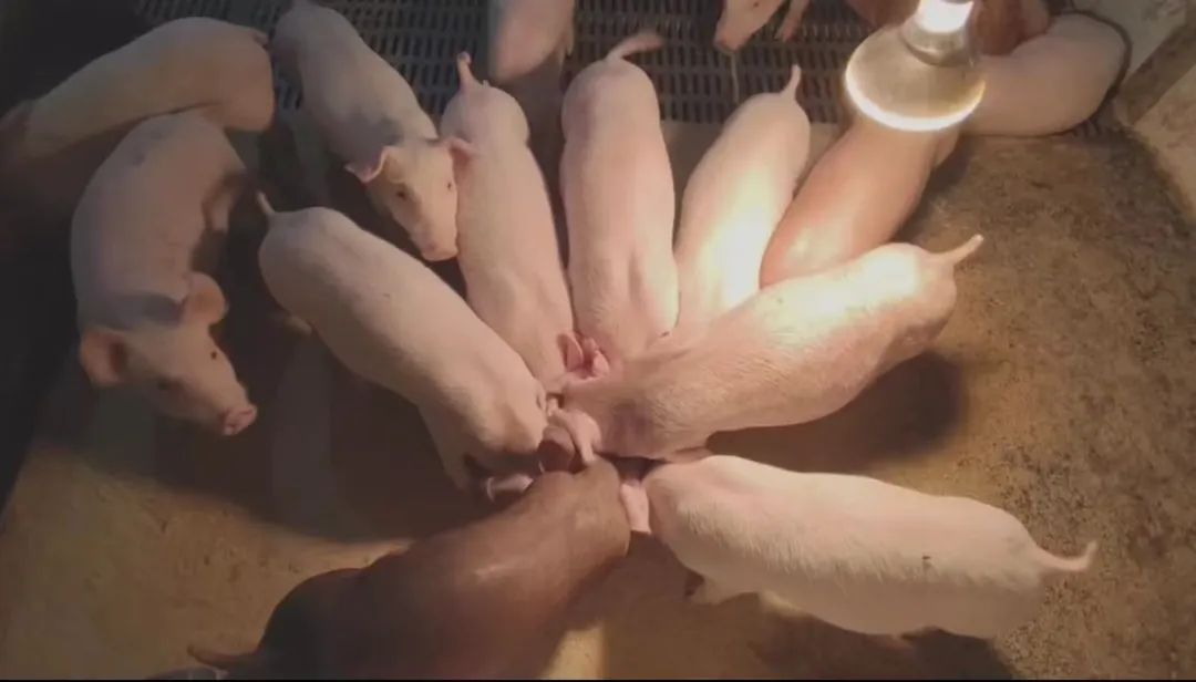 00后猪厂女孩：包吃包住工资没处花，曾天天被猪欺负哭