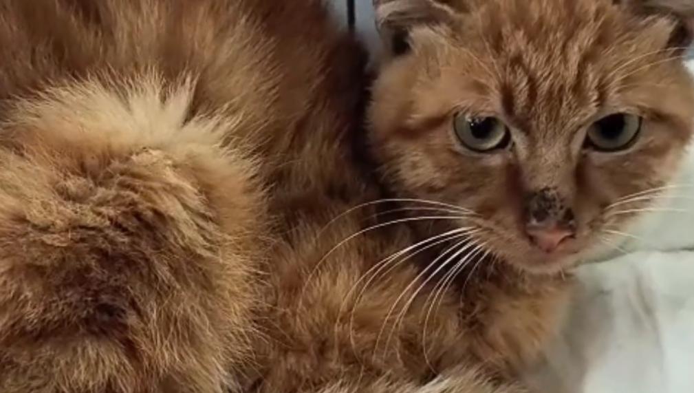 被烧焦了的猫流浪猫,流浪猫伤口上长蛆了怎么办