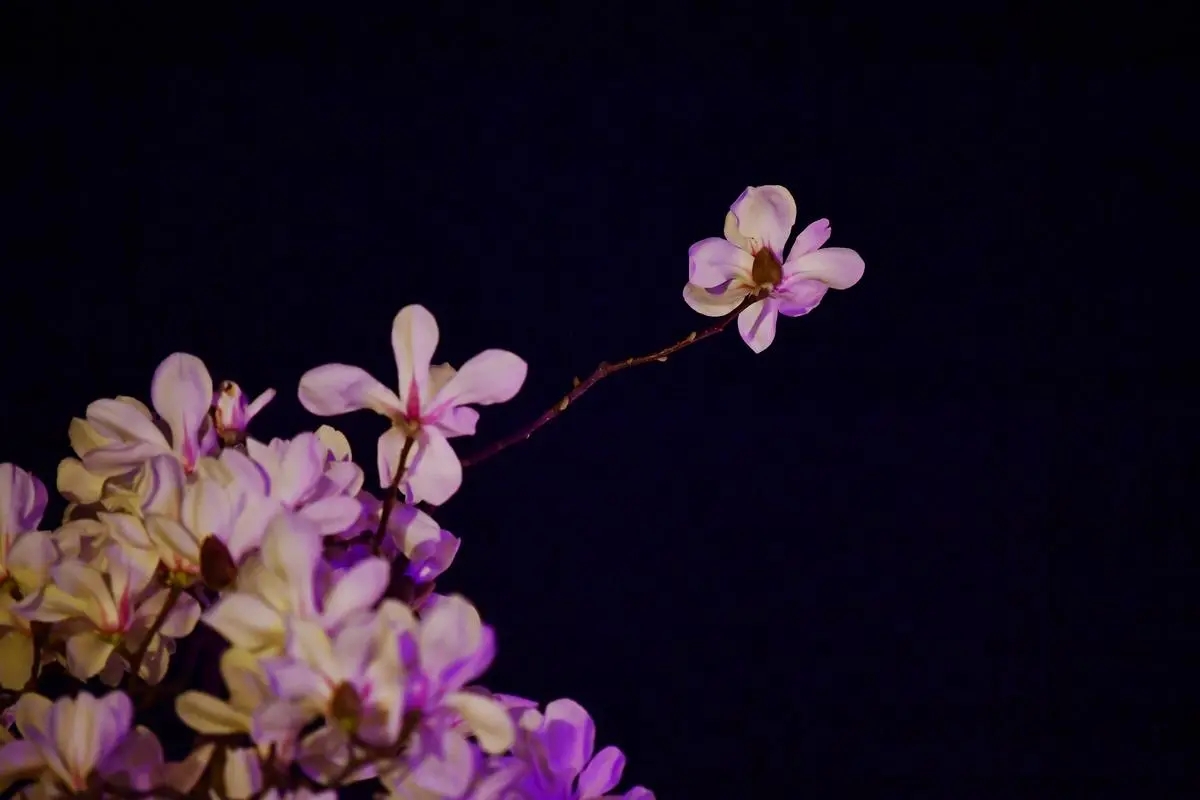 描写春月的七绝诗,关于春月的古诗词名句