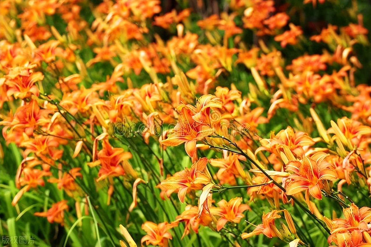 美人花种植方法,适合秋天播种的时令花