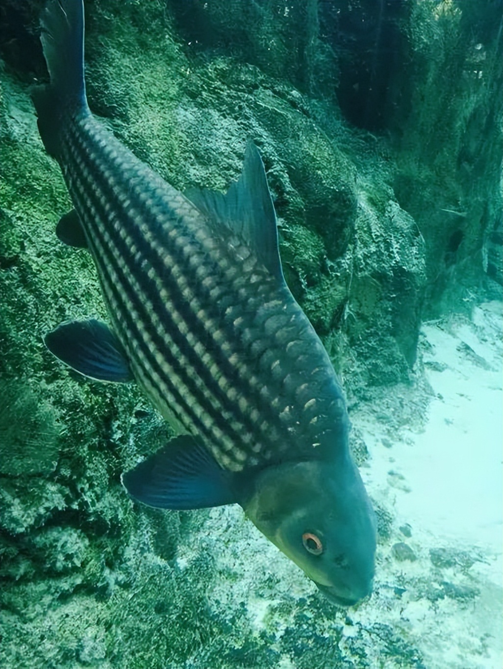 新加坡河川生态园攻略,推荐一个好地方新加坡河川生态园