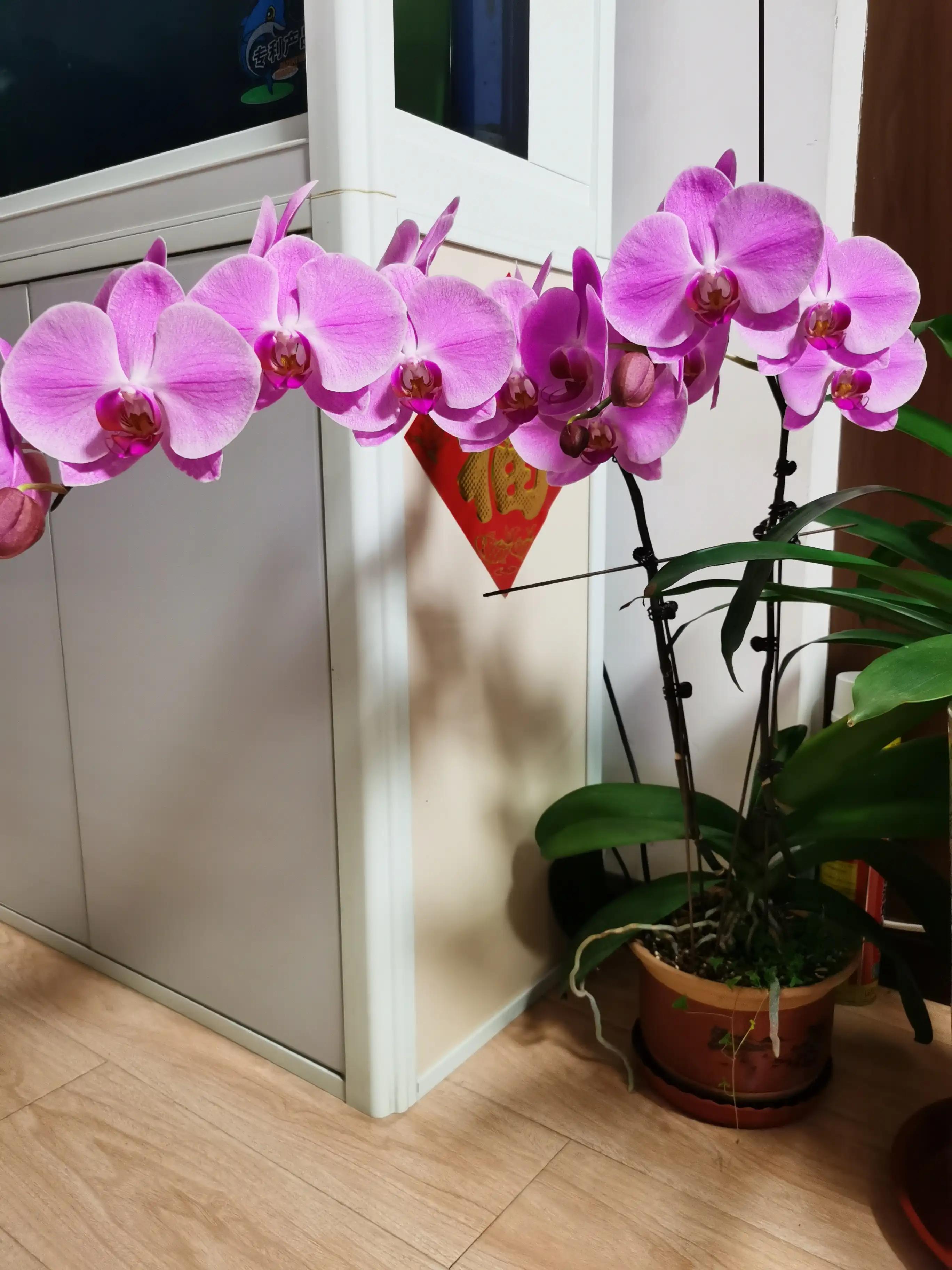 粉黛佳人水仙,紫水仙图片大全