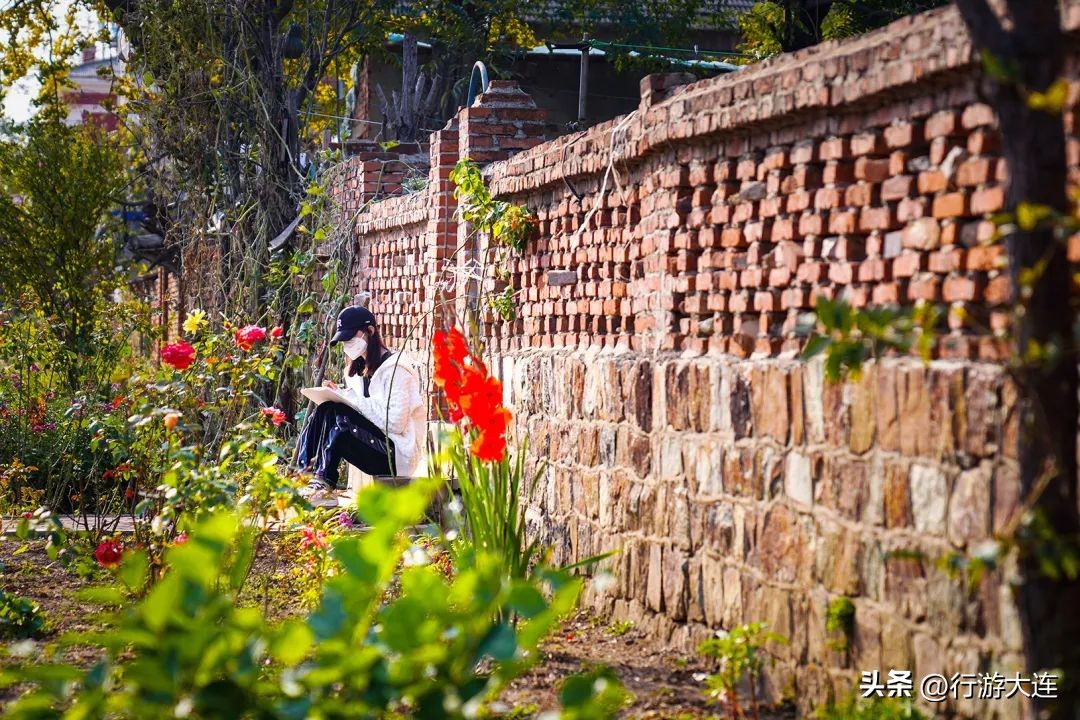 漫步银杏海~大连最美秋日在这里