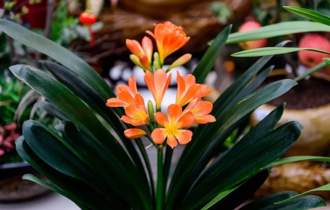 种什么蔬菜可吸甲醛,适合家庭种植的除甲醛植物