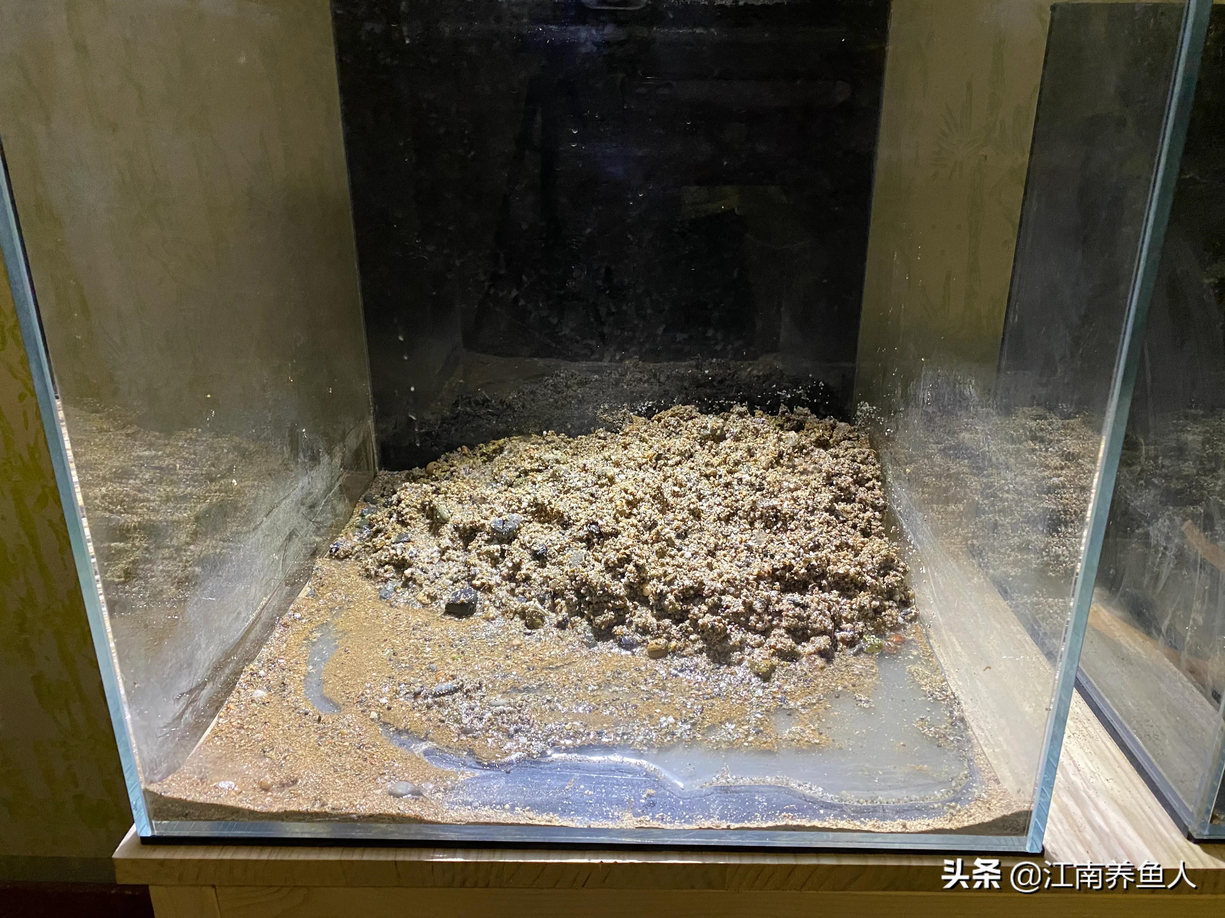 原生缸虾虎鱼怎么装过滤,原生态虾虎缸如何开缸养水