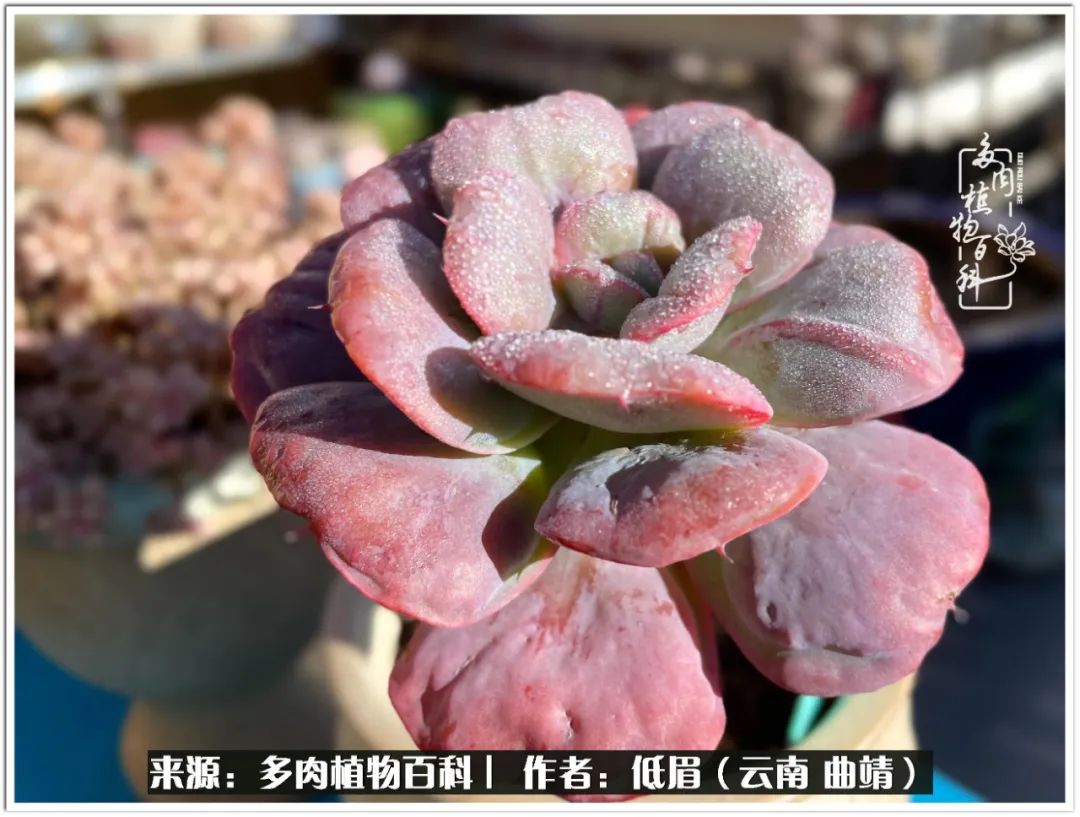 玉露多肉冬季分盆,玉露多肉怎样才能晶莹剔透