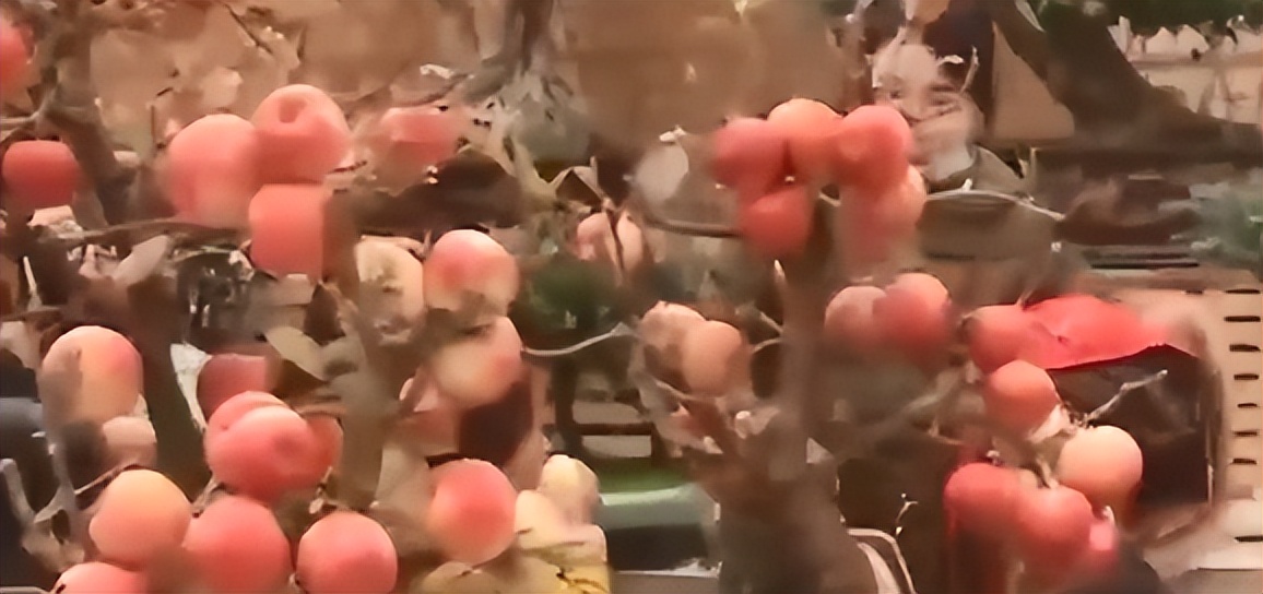 河北大叔遇天降横财，把各种水果种在花盆里，最贵一盆卖到几万元