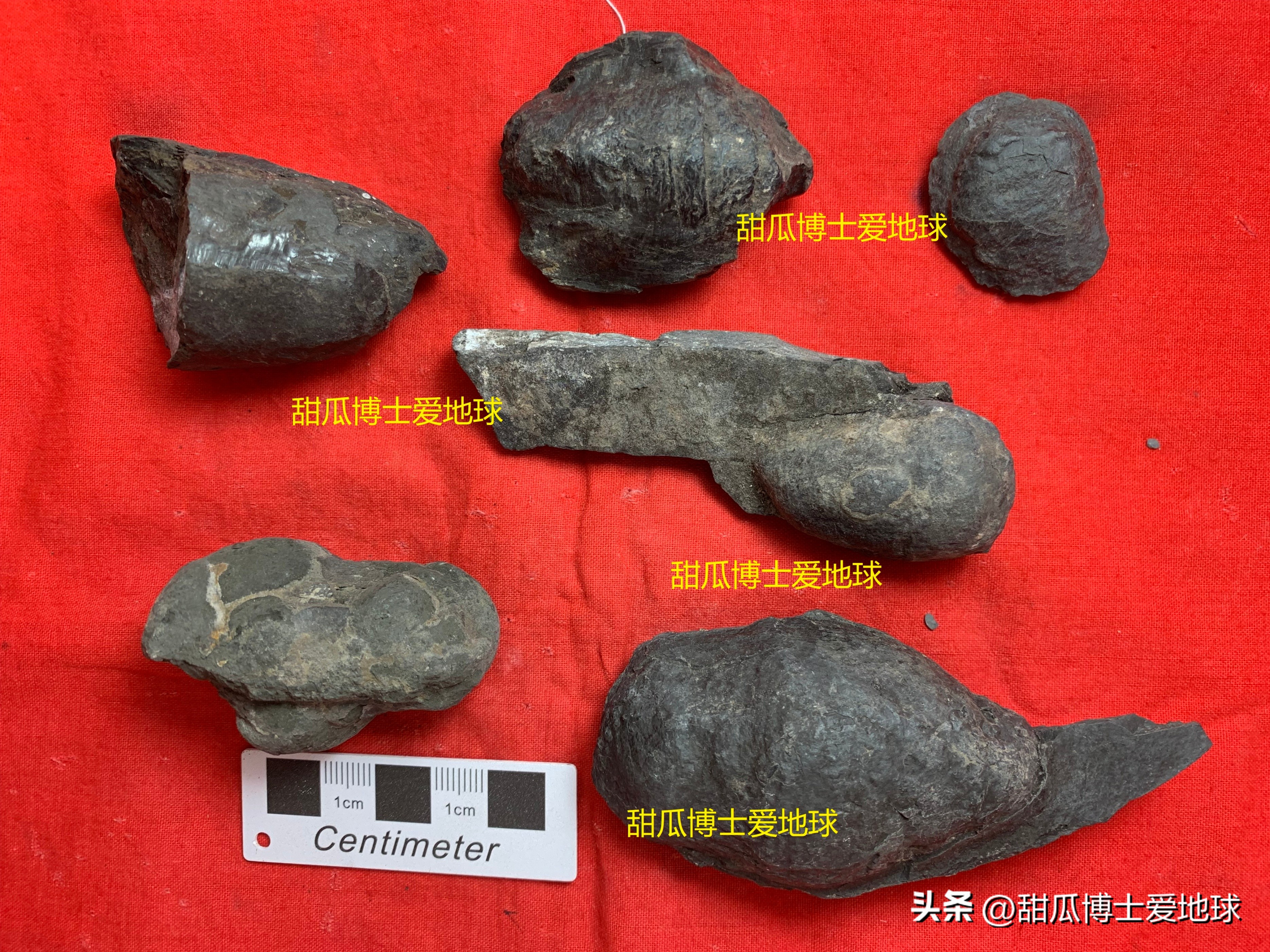 人类通过虎鲸发明了什么,人类首次发现虎鲸什么时候