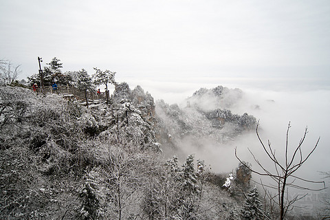 飞雪迎春山花烂漫,飞雪迎春绽玉蕊