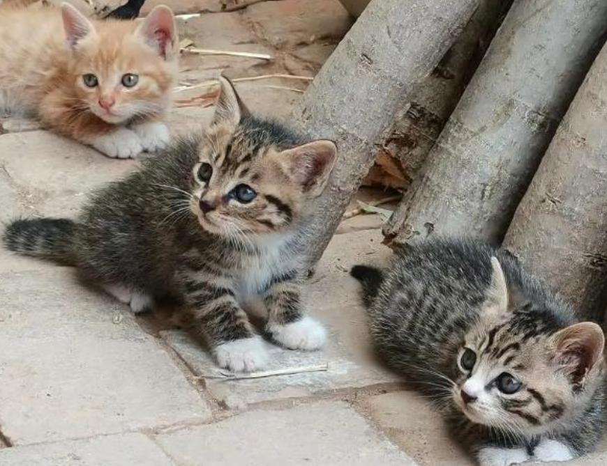 夏天蛇进屋怎么处理,夏天蛇到房间里怎么赶出来