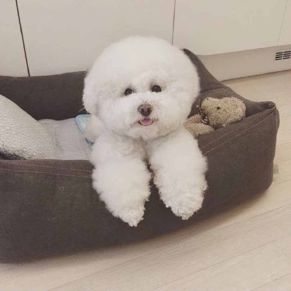 比熊为什么在家里面最听你的话,怎么判断比熊爱不爱自己