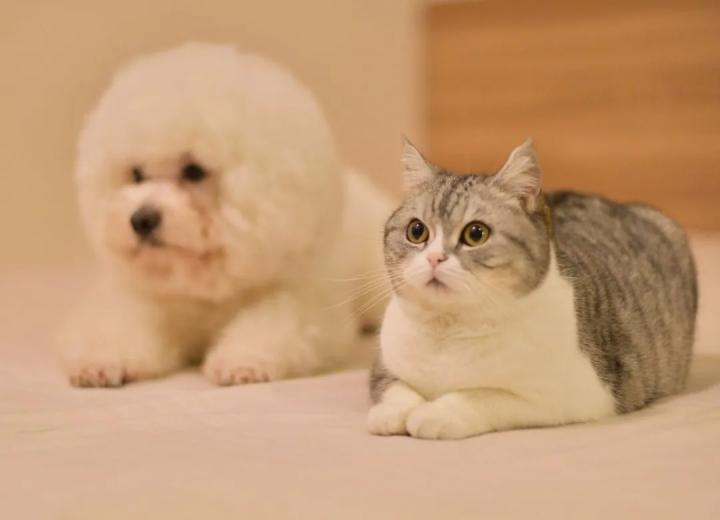 狗猫相处得如此融洽,三狗一猫和谐相处