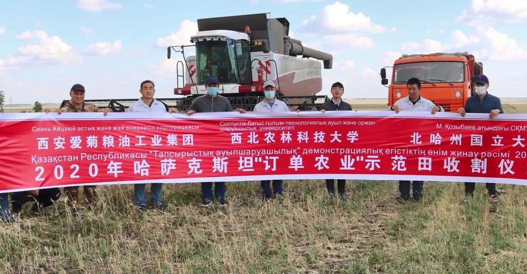 爱菊在“一带一路”绚丽绽放