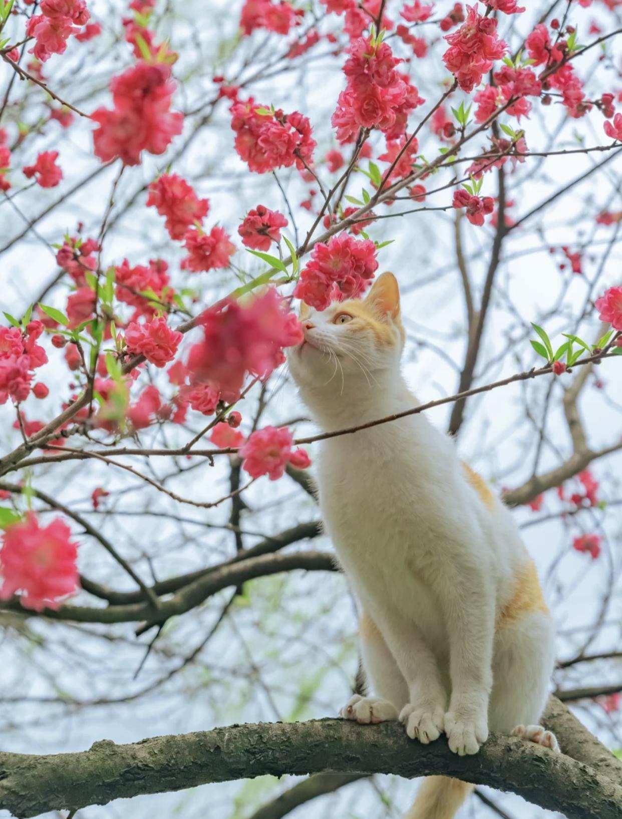 治愈系壁纸｜132张可爱小猫咪的样子