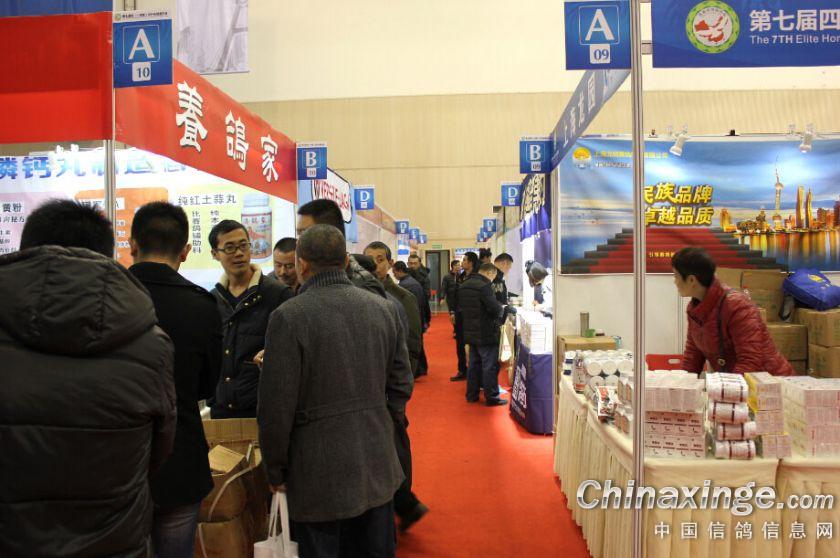 欧洲买只鸽子多少钱,欧洲进口的鸽子